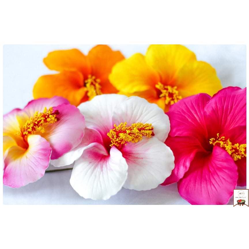 Hibiscus Sei (Large)