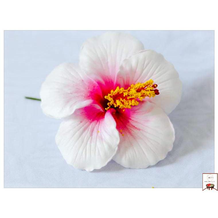Hibiscus Sei (Large)