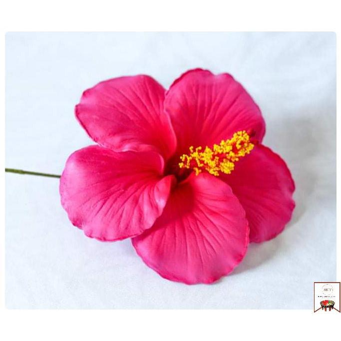 Hibiscus Sei (Large)