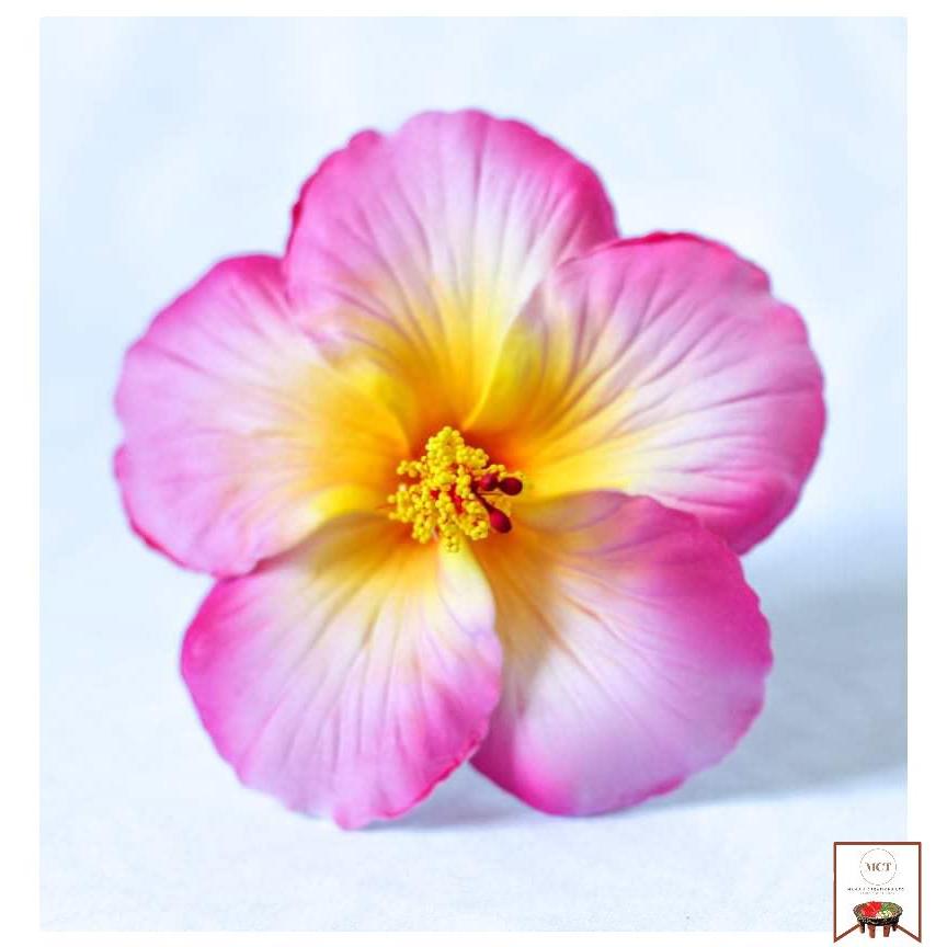 Hibiscus Sei (Large)