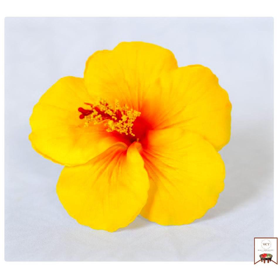 Hibiscus Sei (Large)