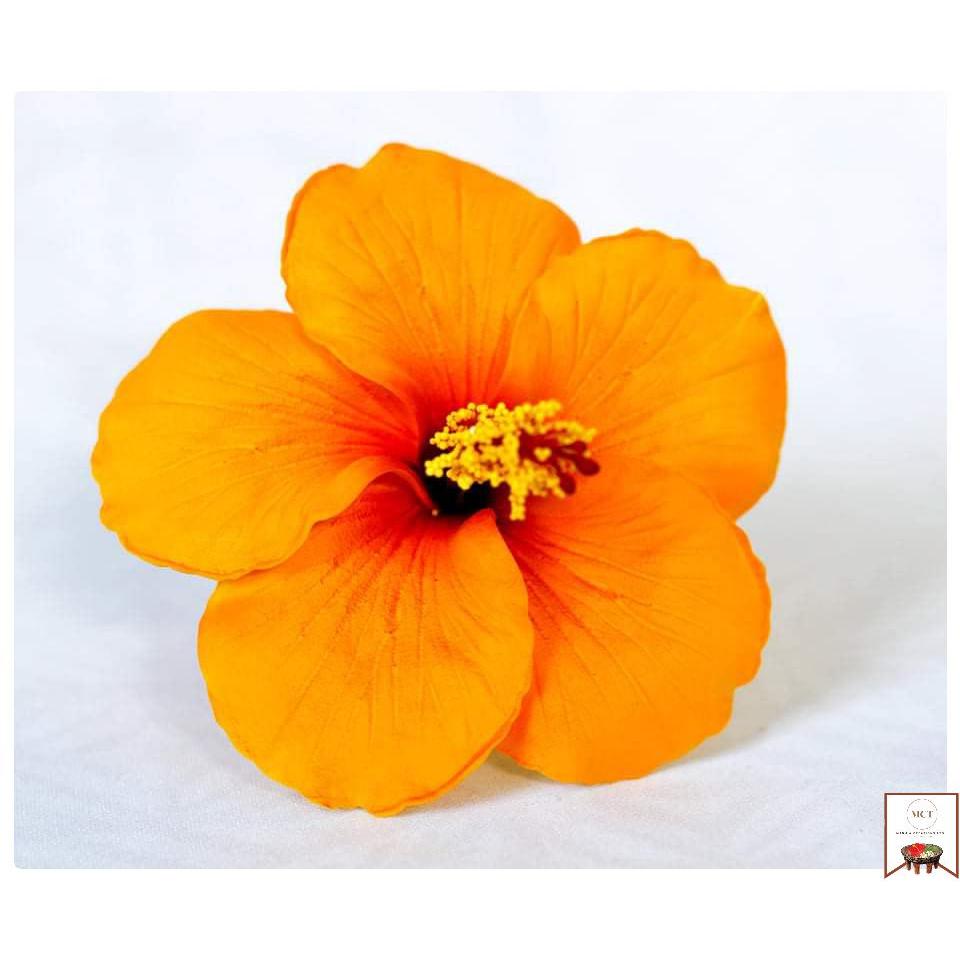 Hibiscus Sei (Large)