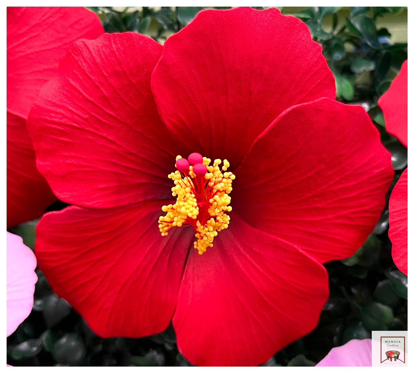 Hibiscus Sei (Large)