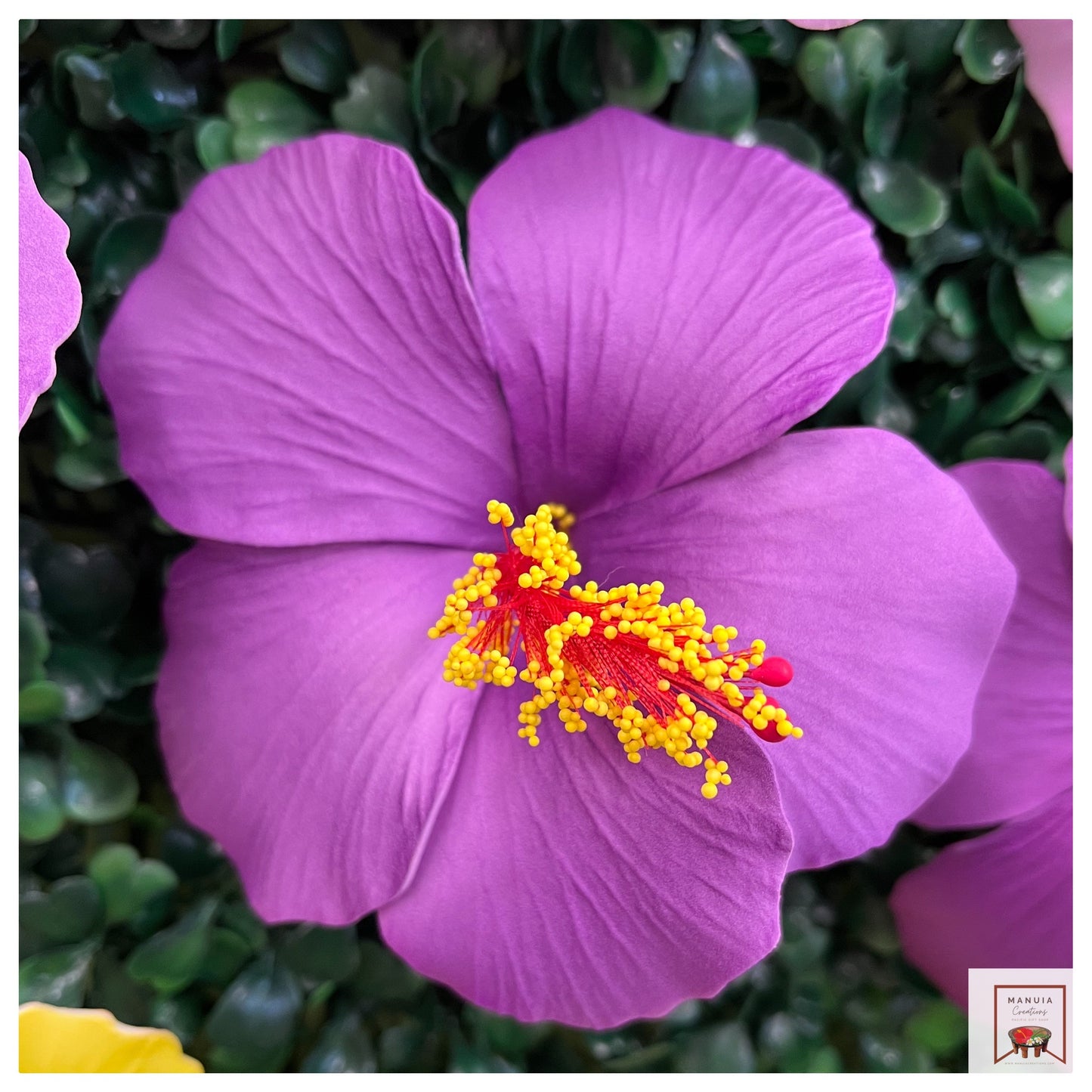 Hibiscus Sei (Large)