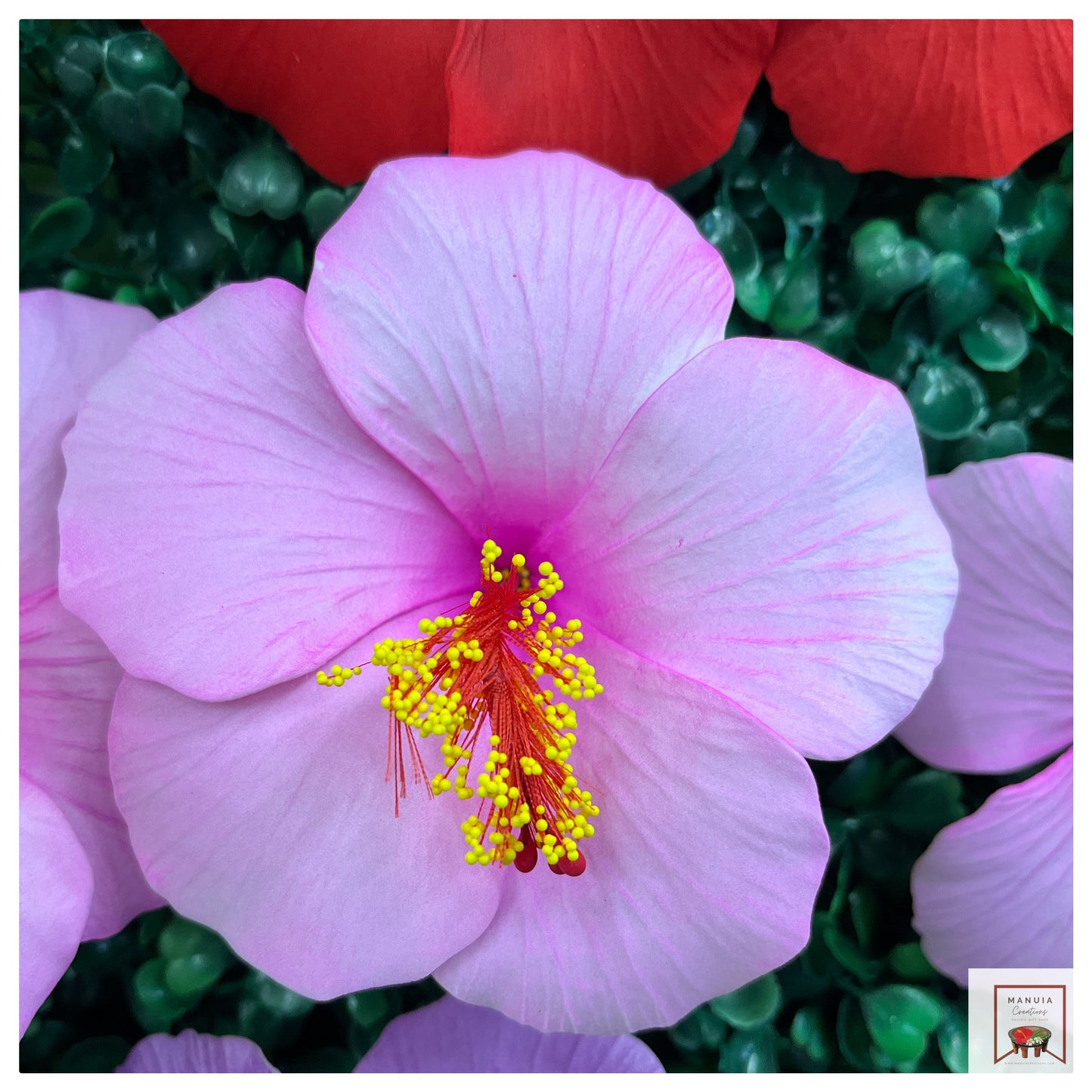 Hibiscus Sei (Large)
